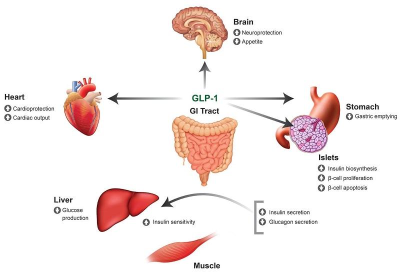 Mechanisms⁢ Behind Heart Attack and Stroke Prevention with GLP-1 Agonists