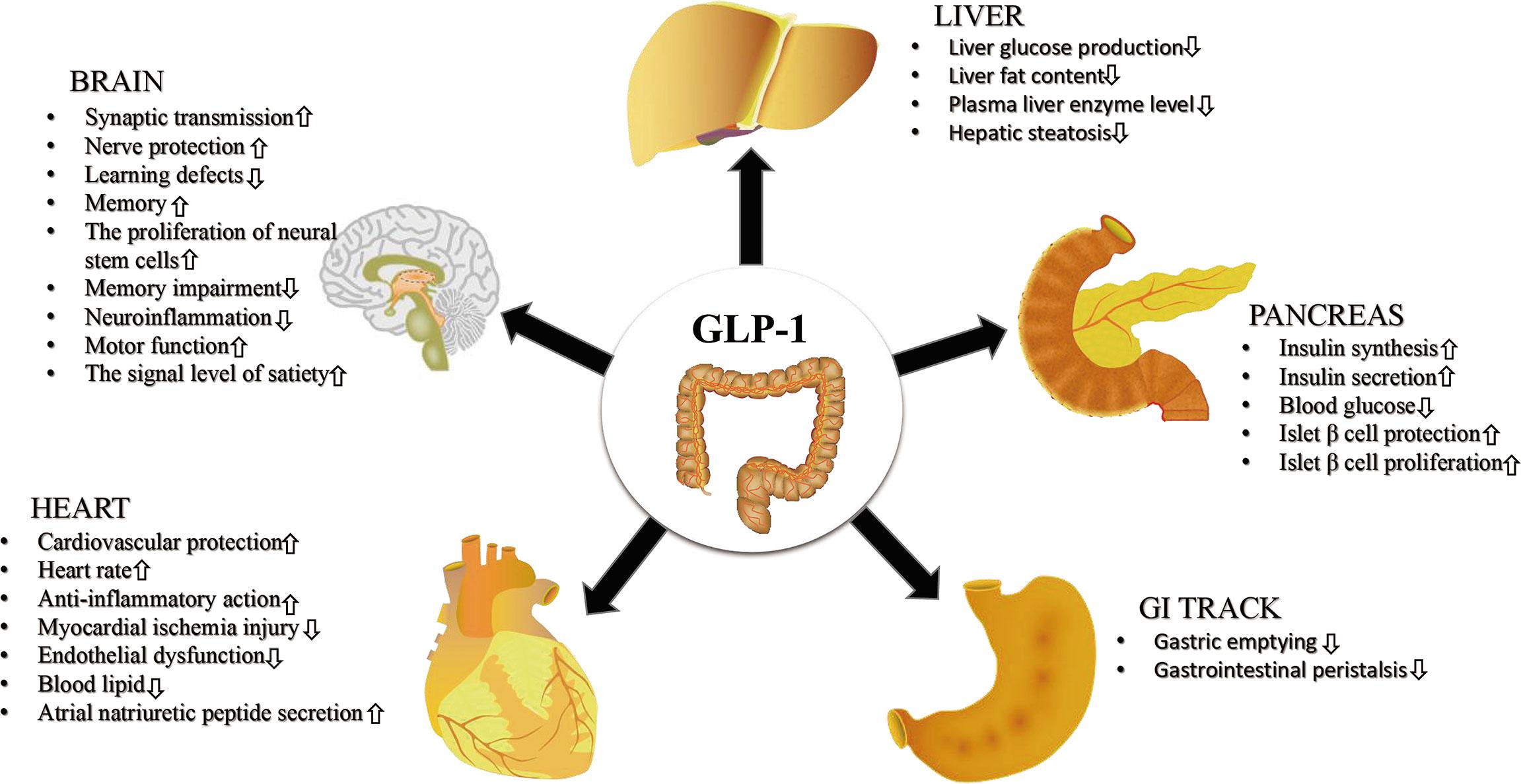 Future Directions ⁣in GLP-1 Research and Development