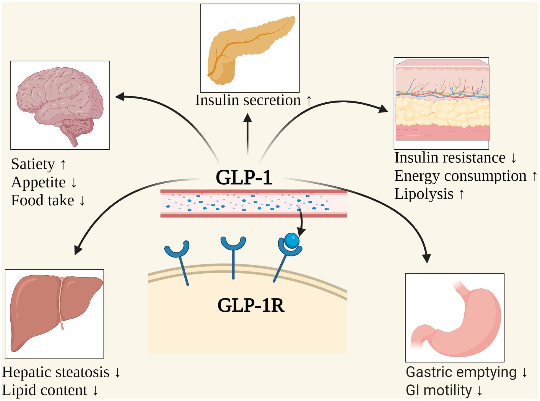 Unveiling the ⁢Mechanisms ‌of ‍GLP-1 in Metabolism and Beyond